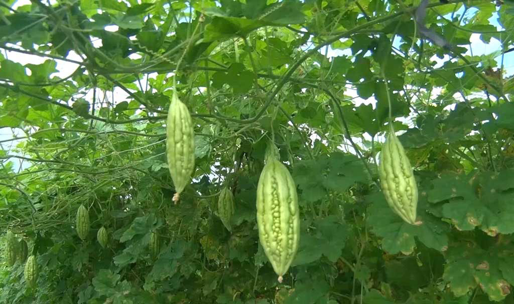 Sản xuất rau ứng dụng công nghệ cao, nâng giá trị nông sản Sản xuất rau ứng dụng công nghệ cao nâng cao giá trị sản xuất và tăng thu nhập cho nông dân