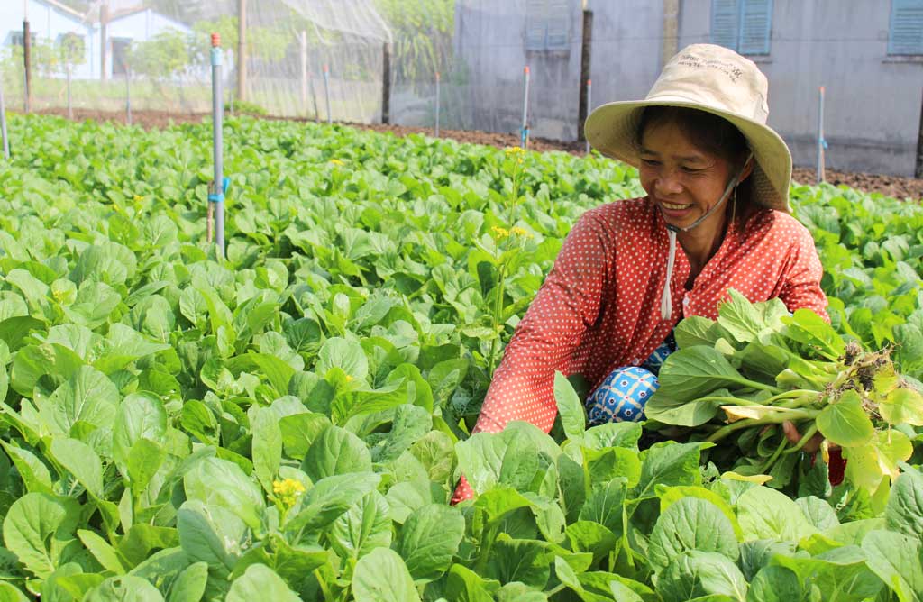 Long Trạch: Khi dân đồng thuận Sản xuất rau ứng dụng công nghệ cao góp phần tăng thu nhập cho người dân
