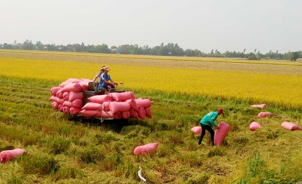 Đến nay, thị xã Kiến Tường thu hoạch được gần 10.000ha lúa Đông Xuân