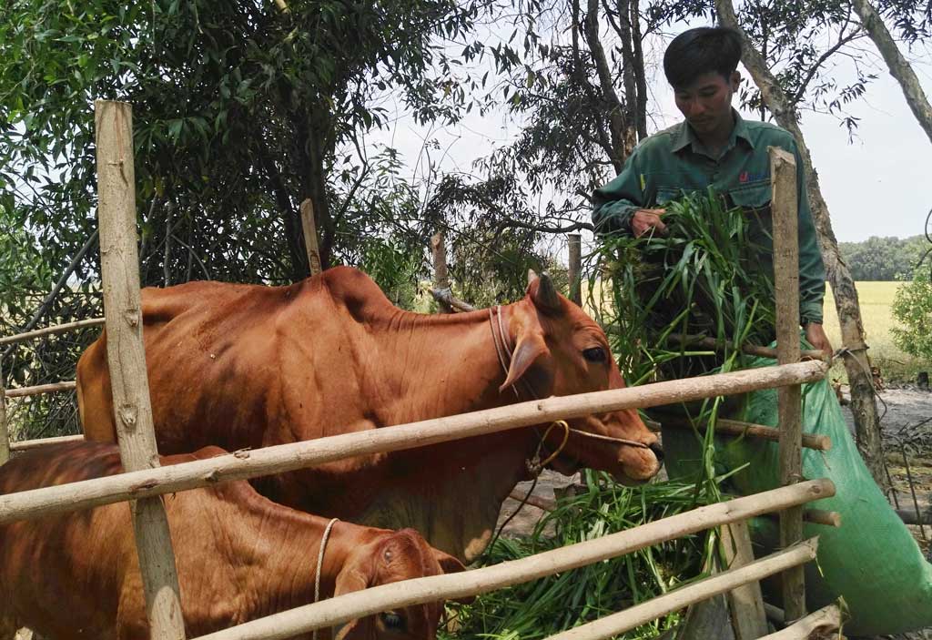 Vay vốn nuôi bò giúp gia đình anh Trần Văn Bảo ổn định cuộc sống