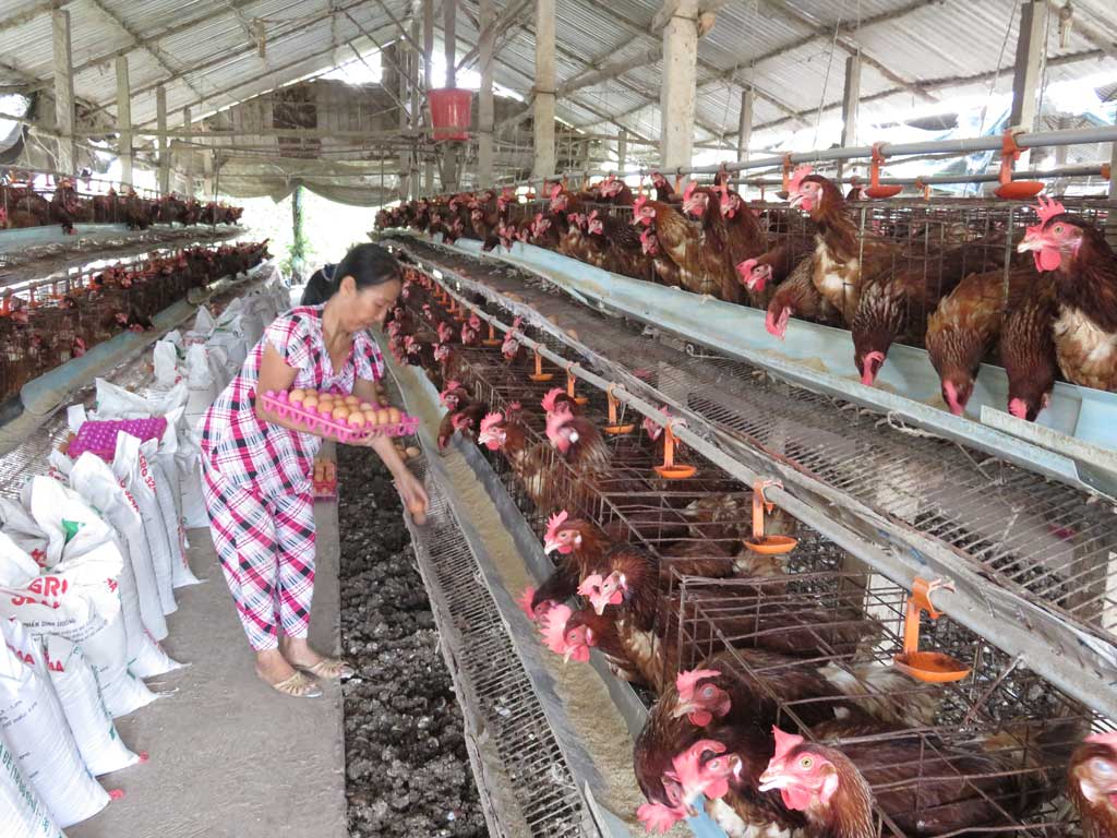 Liên kết trong chăn nuôi - Doanh nghiệp “gác kèo trên”, người chăn nuôi “thua trận” Hộ chăn nuôi mong muốn bán trứng gà cho doanh nghiệp nhưng phương thức thanh toán cần nhanh chóng hơn để có vốn quay vòng
