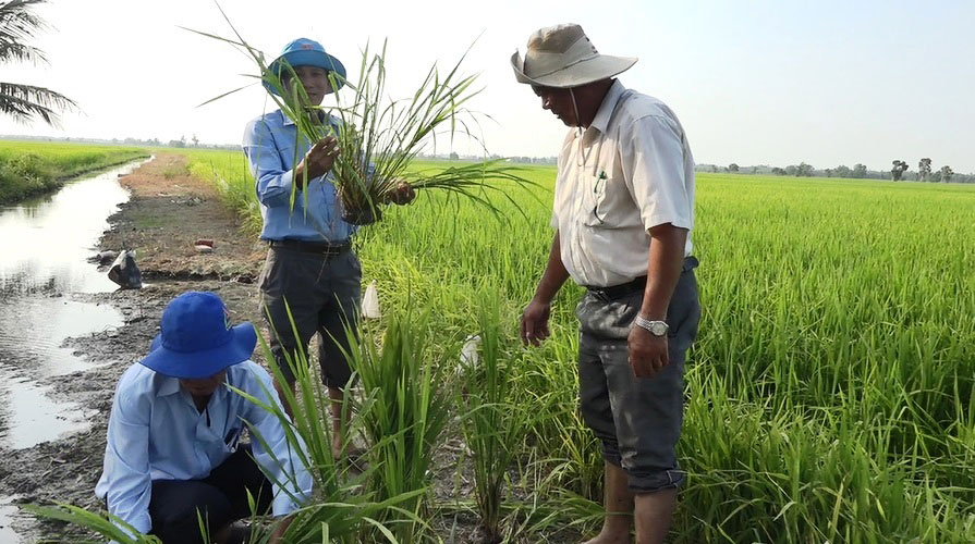 Một số diện tích lúa bị nhiễm bệnh