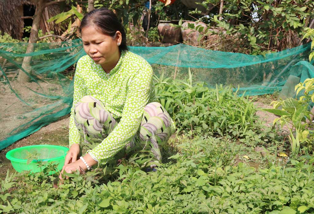 Đi lên từ “bàn tay trắng” nhưng nhờ cần cù, chịu khó, gia đình bà Võ Thị Nghiêm hiện ổn định và thoát nghèo vào đầu năm 2018