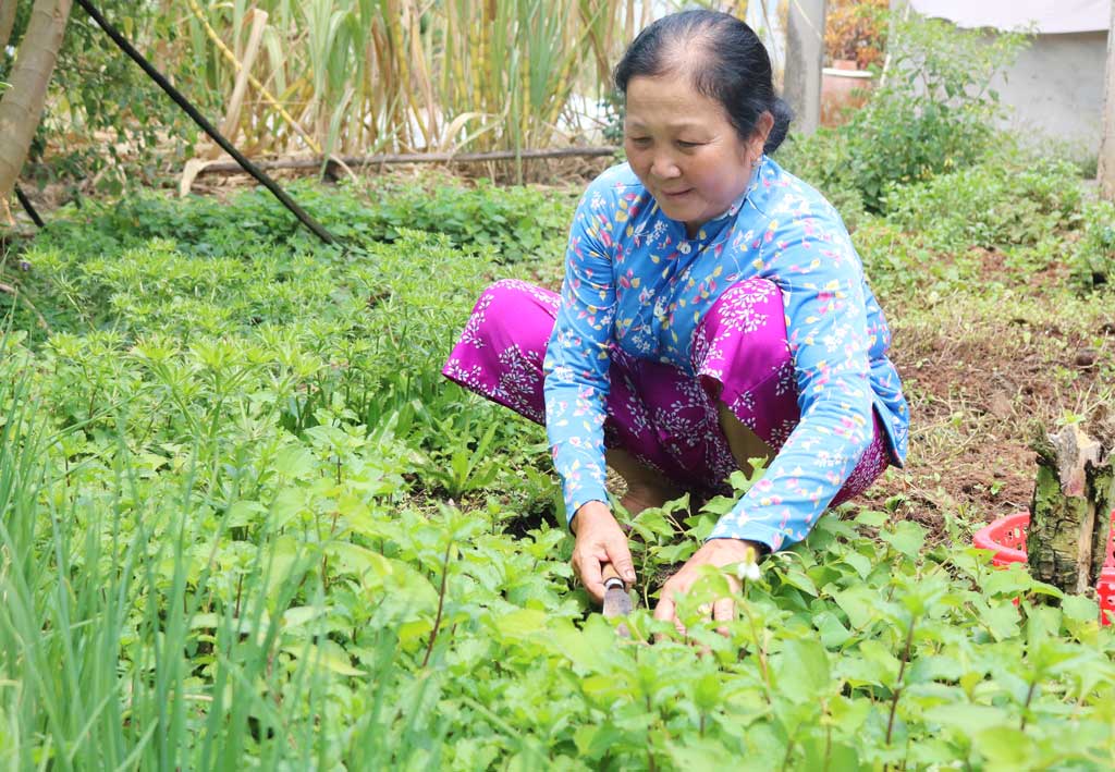 Bà Phạm Thị Nguyệt trồng thêm rau sống quanh nhà để có thêm thu nhập