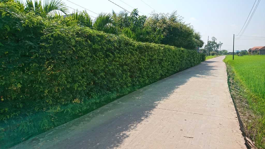 Hàng rào cây xanh ấp Bình Lương 2, xã Bình Thạnh