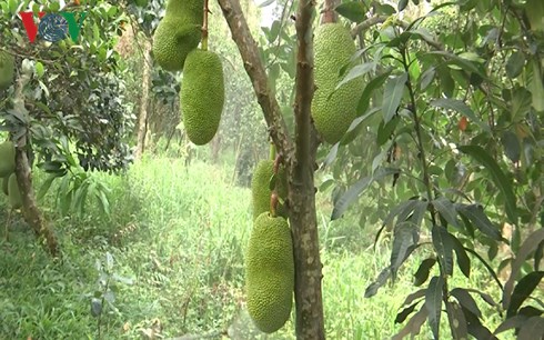 Với giá mít Thái cao như hiện nay, một cây mít cho trái như thế này cho thu nhập vài triệu đồng