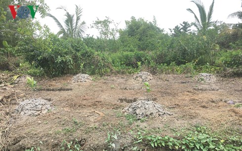 Nhiều nông dân phá vườn trồng mít Thái siêu sớm