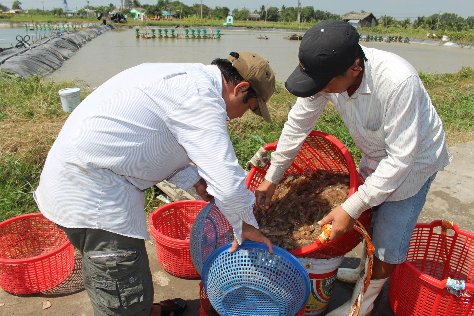 Giá tôm không ổn định, nông dân lo lắng