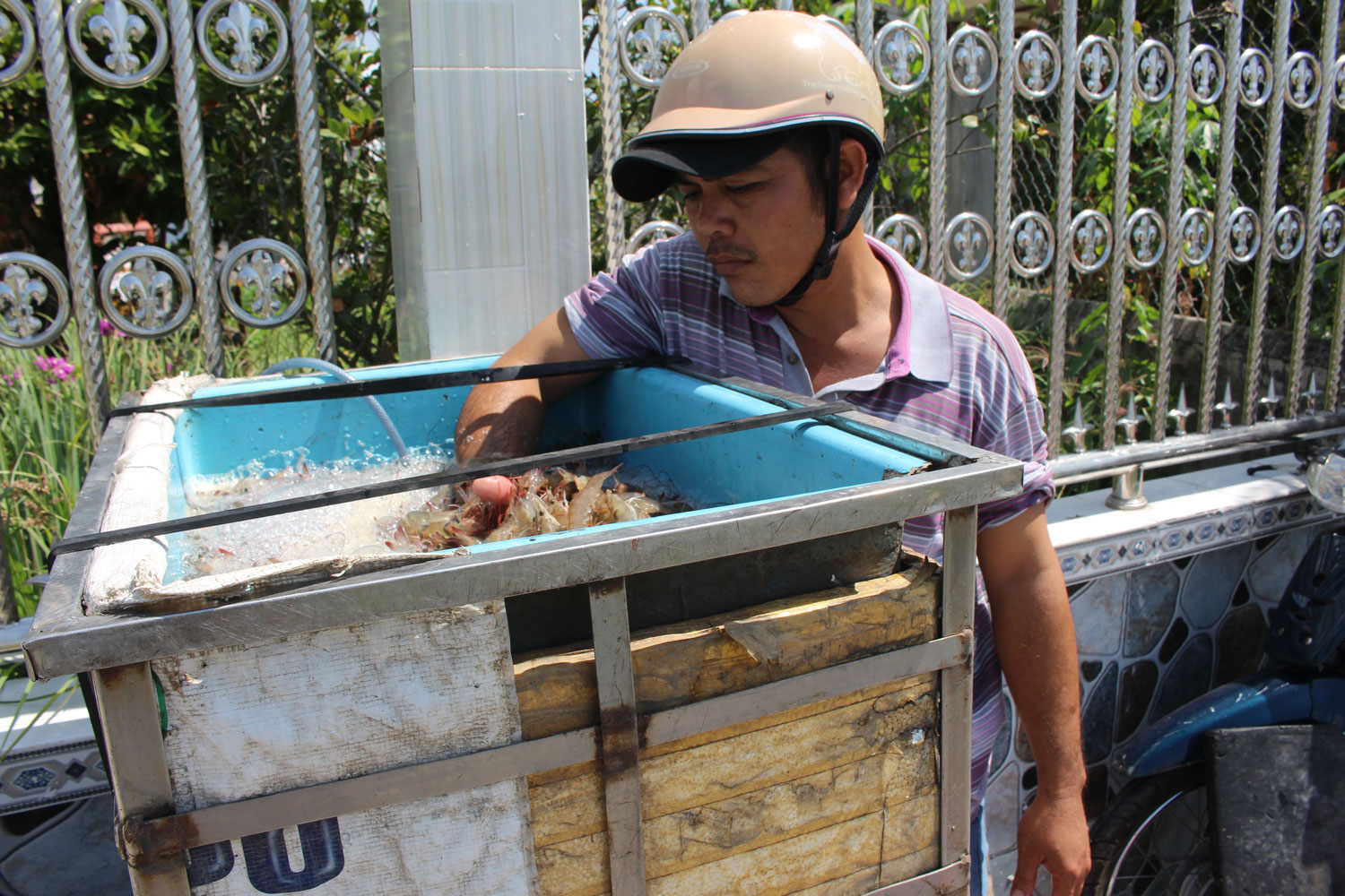 Giá tôm biến động liên tục Nông dân lo lắng vì giá tôm không ổn định,
