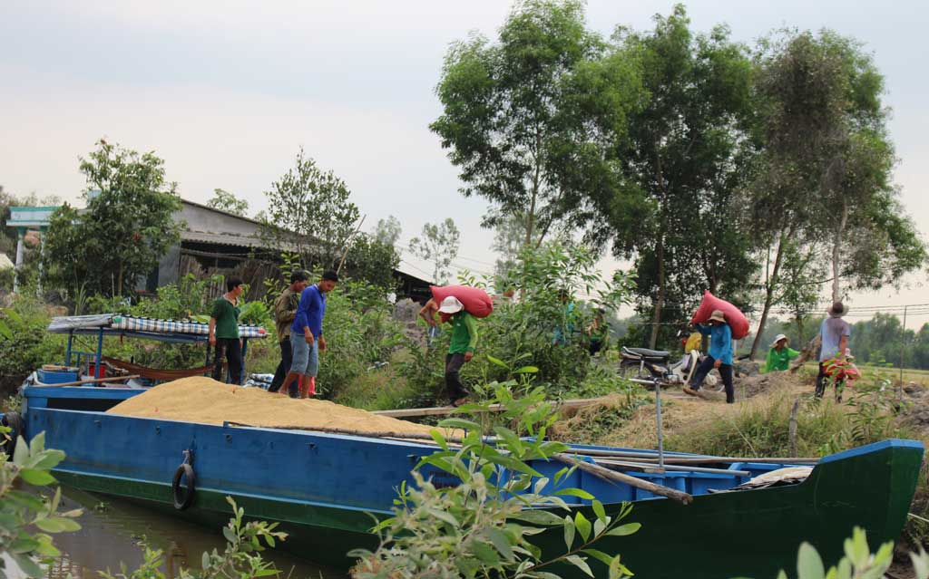 Lái lúa bỏ tiền đặt cọc, nông dân khốn đốn