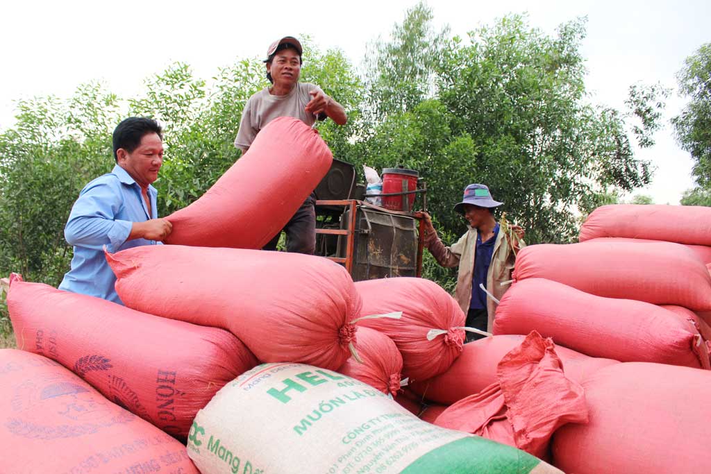 Lái lúa bỏ tiền đặt cọc, nông dân đành phải “bán đổ, bán tháo”