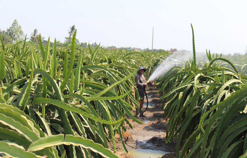 Sản xuất thanh long ứng dụng công nghệ cao, tạo bước đột phá mạnh mẽ trong phát triển nông nghiệp theo hướng chất lượng