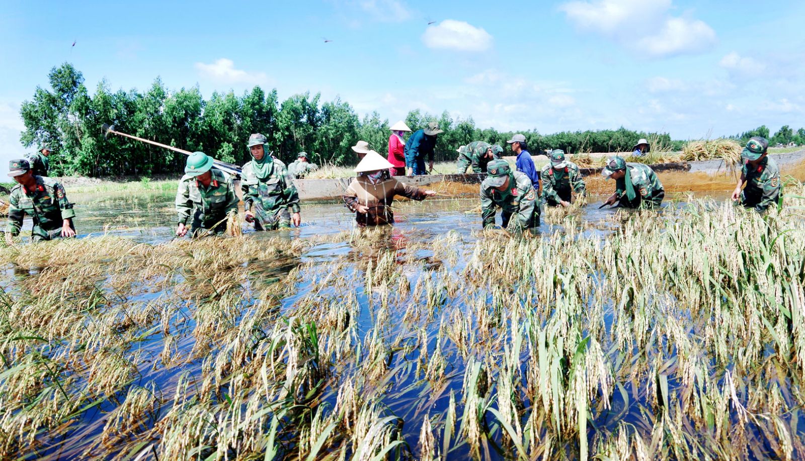 Đại đội Bộ binh huyện Tân Hưng giúp dân thu hoạch lúa chạy lũ