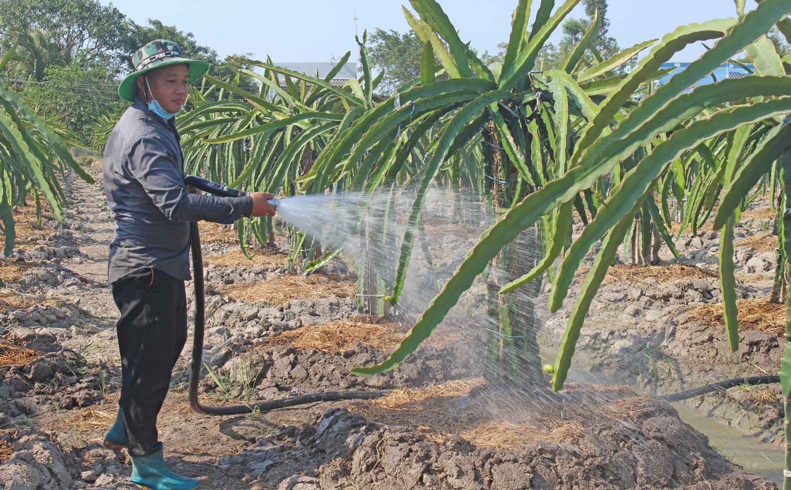 Dự kiến, đợt thu hoạch thanh long tới, gia đình ông Võ Văn Mận sẽ hoàn vốn cho Ngân hàng Chính sách Xã hội