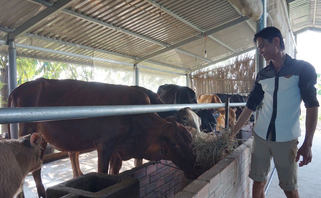Mô hình nuôi bò sinh sản giúp gia đình anh Văn Công Được tăng thu nhập đáng kể