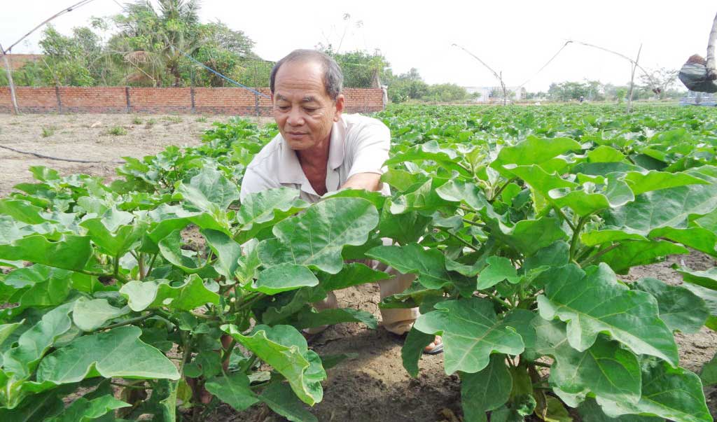 Cựu chiến binh Nguyễn Minh Hùng chăm sóc vườn rau