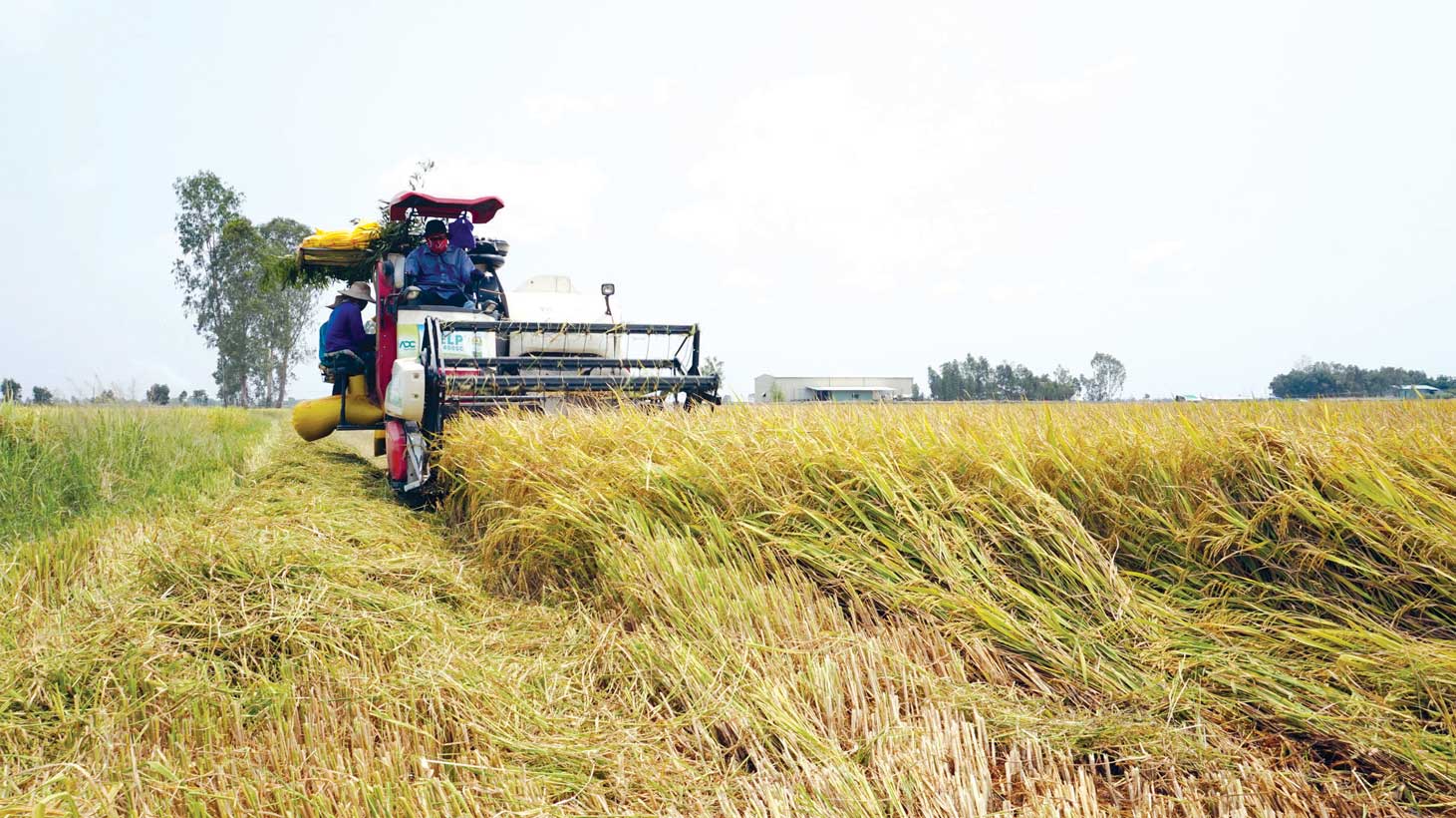 Từ vùng đất hoang hóa, nhiễm phèn nặng, đến nay, vùng Đồng Tháp Mười  trở thành vùng trọng điểm sản xuất lương thực của tỉnh và cả khu vực