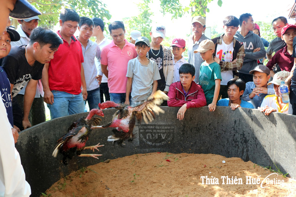 Hoạt động đá gà thu hút người dân