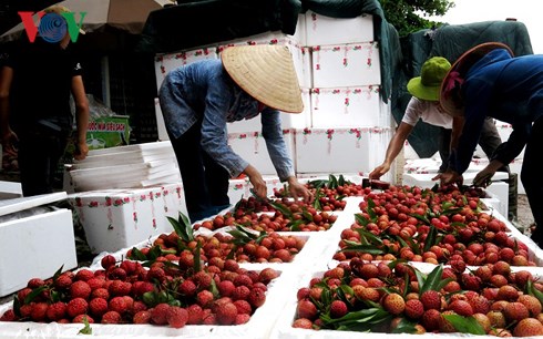 Vải thiều cây trồng xuất khẩu chủ lực của tỉnh Bắc Giang