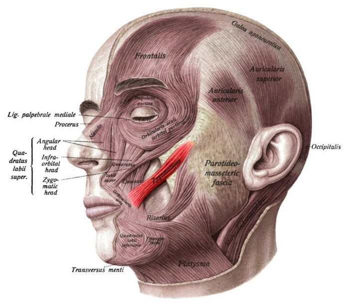 Cơ Zygomaticus major (màu đỏ) đóng vai trò quan trọng tạo nên nụ cười - Ảnh: Sobotta