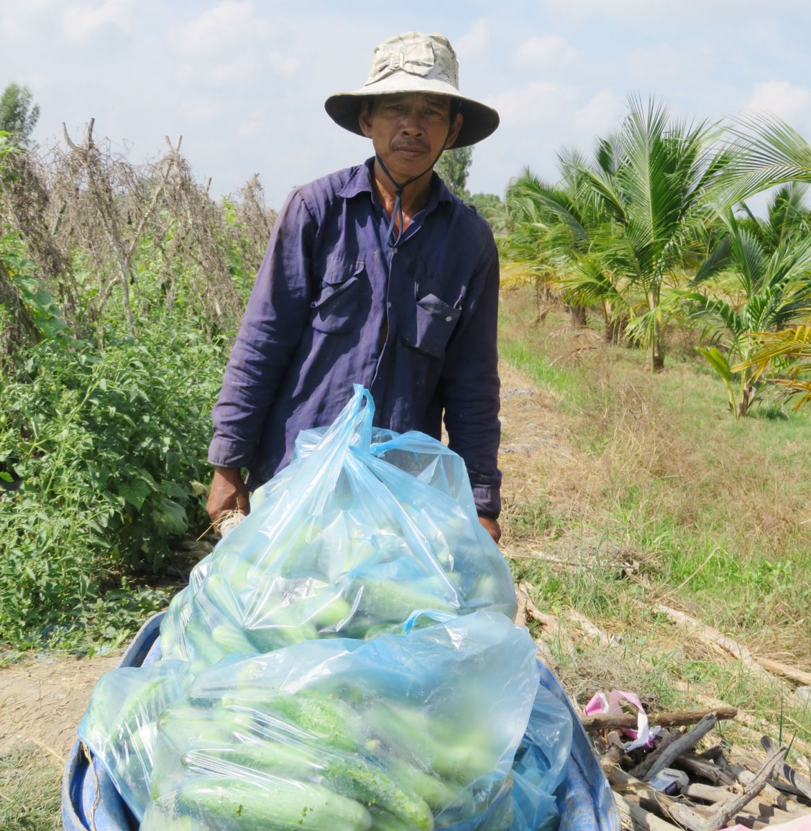 Anh Đồng Tấn Phong, ngụ khu phố Quyết Thắng, phường Khánh Hậu, TP.Tân An, thu hoạch dưa leo