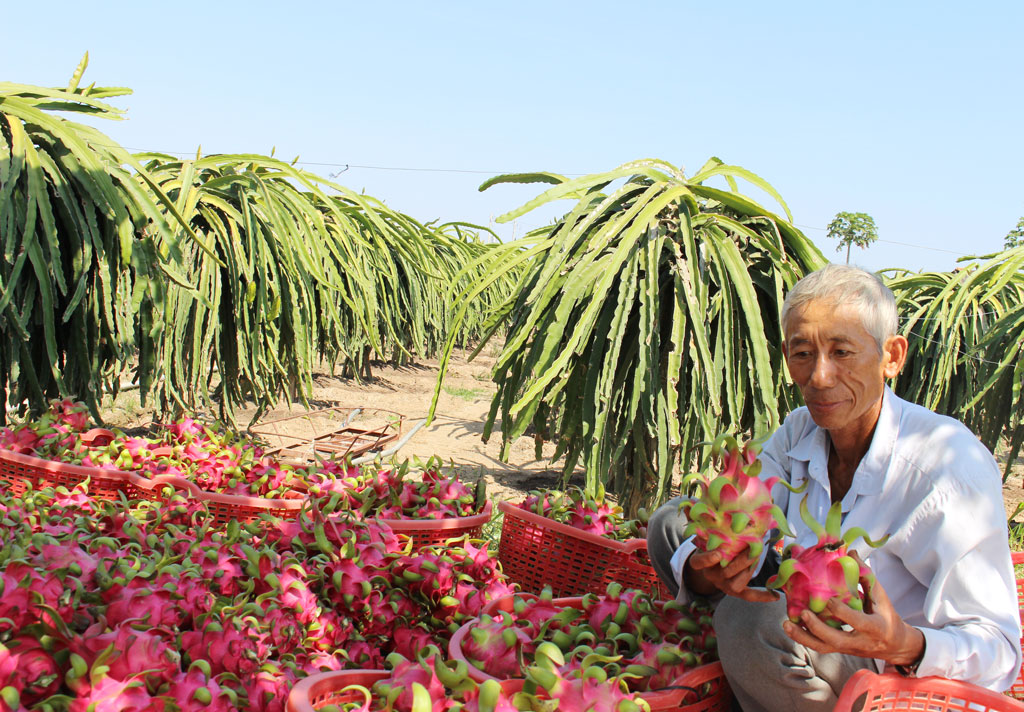 Người dân chuyển từ trồng lúa kém hiệu quả sang trồng thanh long mang lại thu nhập cao hơn