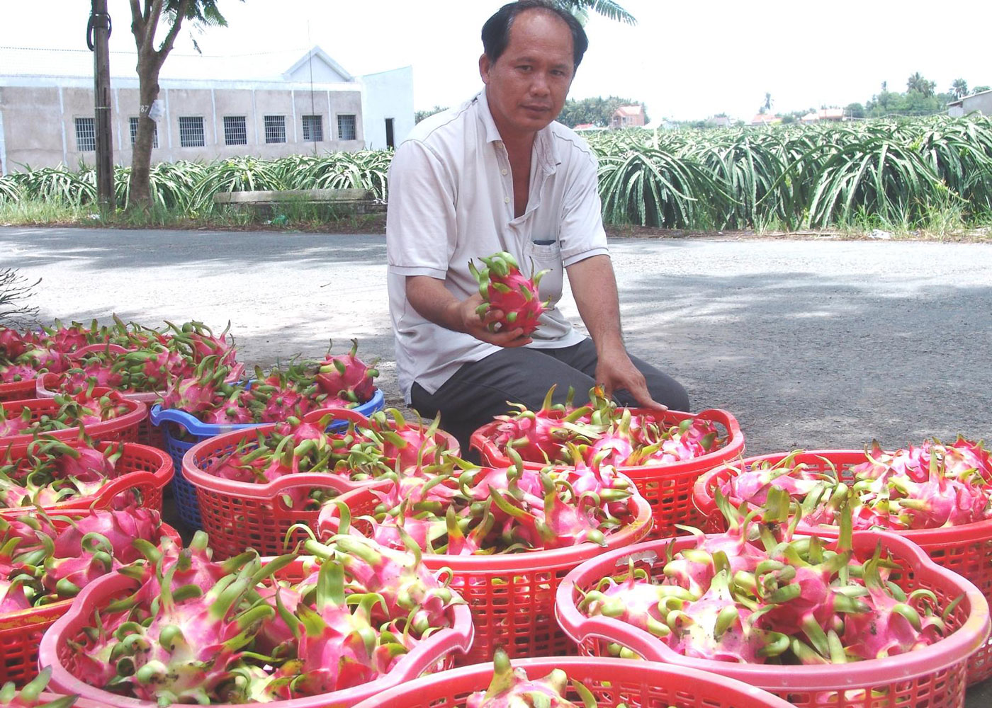 Anh Nguyễn Vạn Thành chọn xuất thanh long sang thị trường khó tính bởi sự an toàn, bền vững