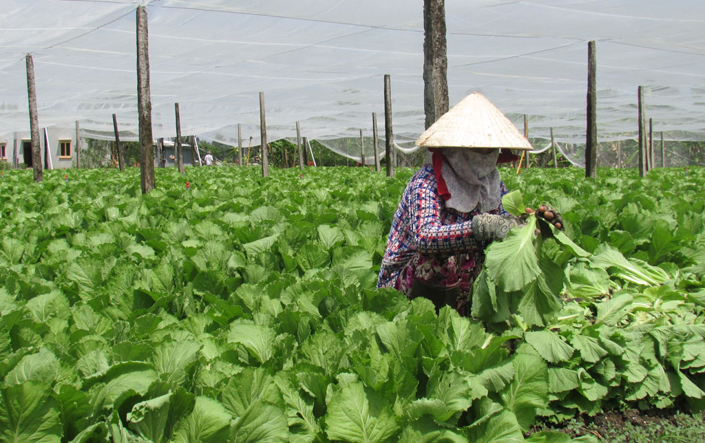 Sản xuất rau sạch đáp ứng nhu cầu thị trường Nông dân sản xuất trong các mô hình ứng dụng công nghệ cao
