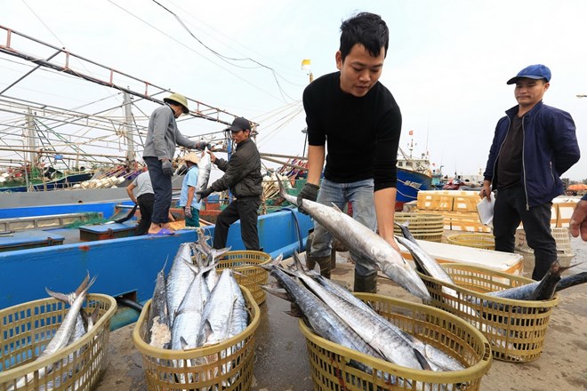 Hoạt động giao thương khi tàu cá cập cảng cá Ninh Cơ (huyện Hải Hậu, Nam Định). (Ảnh: Minh Quyết/TTXVN)