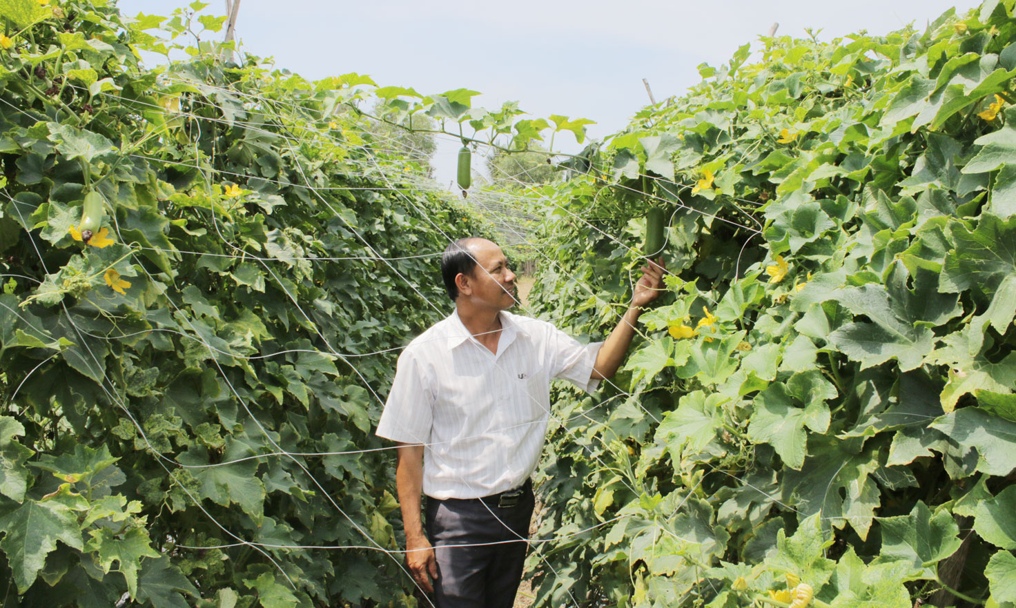 Làm theo Bác để xây dựng quê hương Nhờ mạnh dạn chuyển đổi từ trồng lúa sang trồng rau ăn quả, gia đình anh Phạm Văn Hai khấm khá hơn xưa
