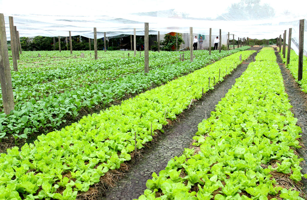 Hiện, toàn huyện có khoảng 85ha trồng rau trong nhà lưới, có hệ thống tưới tự động