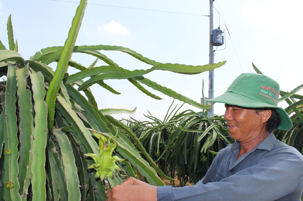 Thanh long hiện là cây chủ lực, mang lại kinh tế cao của người dân xã Hòa Phú.