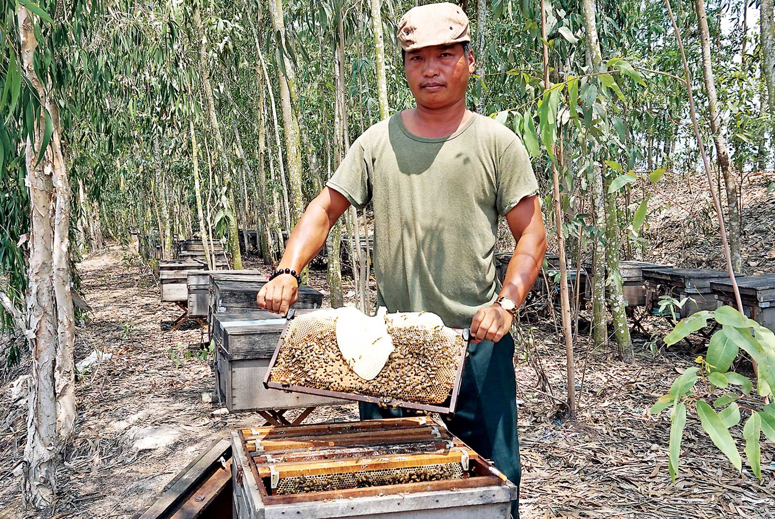 Nhờ chuyển đổi cây trồng, vật nuôi hiệu quả, kinh tế gia đình anh Nguyễn Thanh Phục ngày càng khá lên