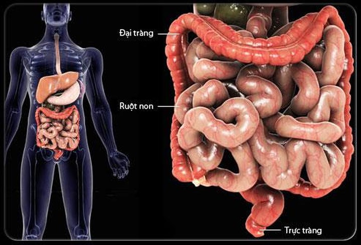 Ảnh hưởng đến ruột già và dạ dày: Hội chứng ruột kích thích có thể được định nghĩa là bệnh tiêu hóa, hoặc bệnh đường ruột, ảnh hưởng đến ruột già và dạ dày. Trong bệnh này, dạ dày hoặc ruột già, hoặc cả hai bị viêm, kích ứng do nhiều nguyên nhân khác nhau và dẫn đến một số triệu chứng tiêu cực tạo thành bệnh. 