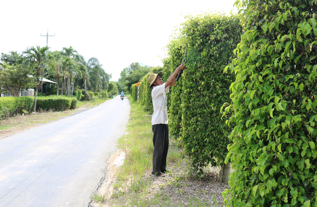 Hàng cây xanh được ông Võ Minh Châu (xã Tuyên Thạnh, thị xã Kiến Tường) trồng hơn 10 năm góp phần cùng chính quyền bảo vệ môi trường sống 