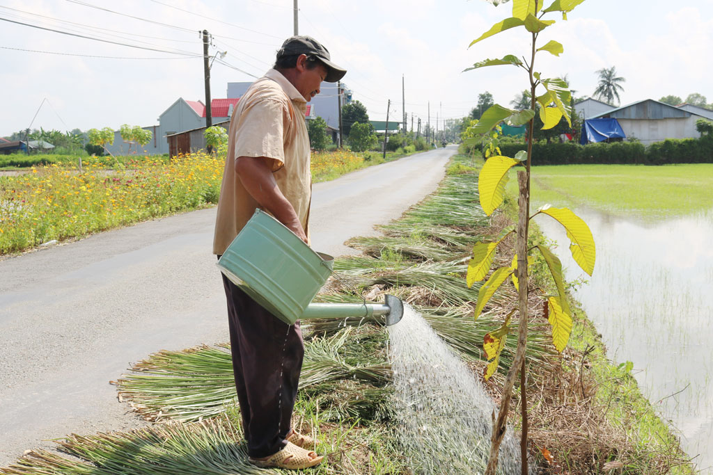 Người dân huyện Cần Đước tự nhận trách nhiệm chăm sóc cây xanh xung quanh khu vực gia đình sinh sống