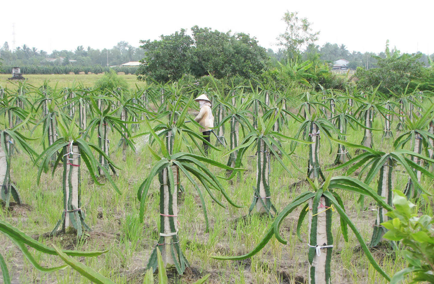 Hợp tác xã thanh long đầu tiên trên địa bàn huyện