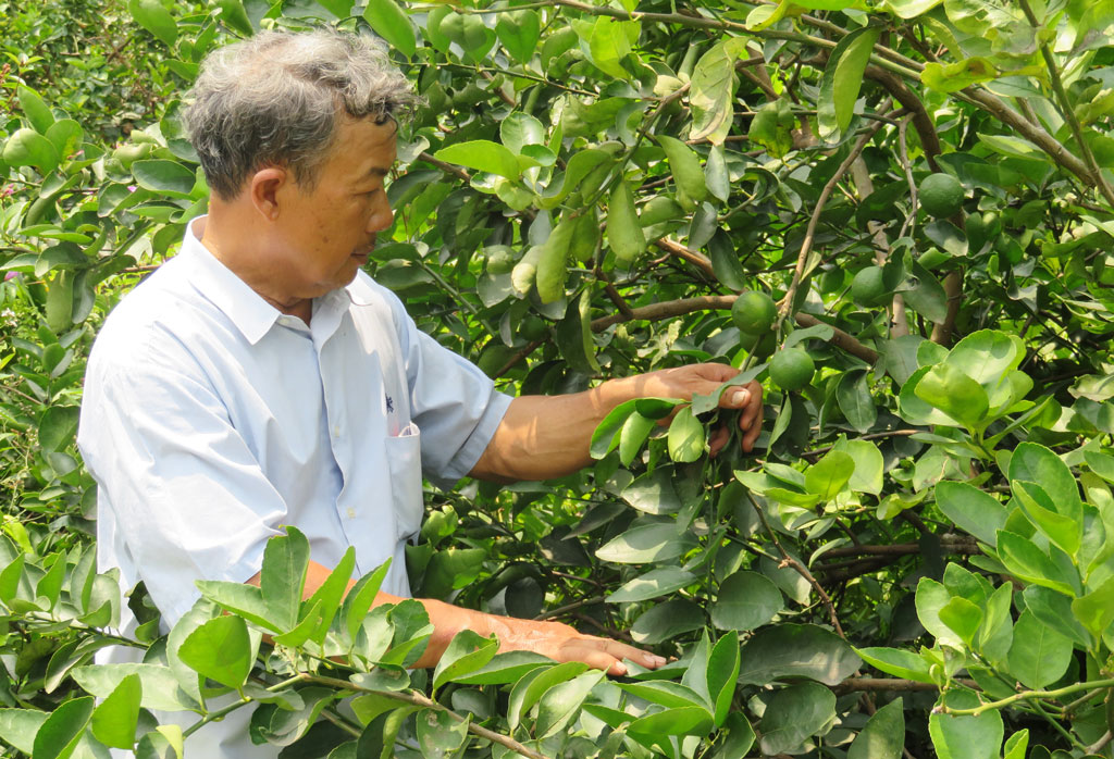 Ông Lê Văn Mà chăm sóc vườn chanh