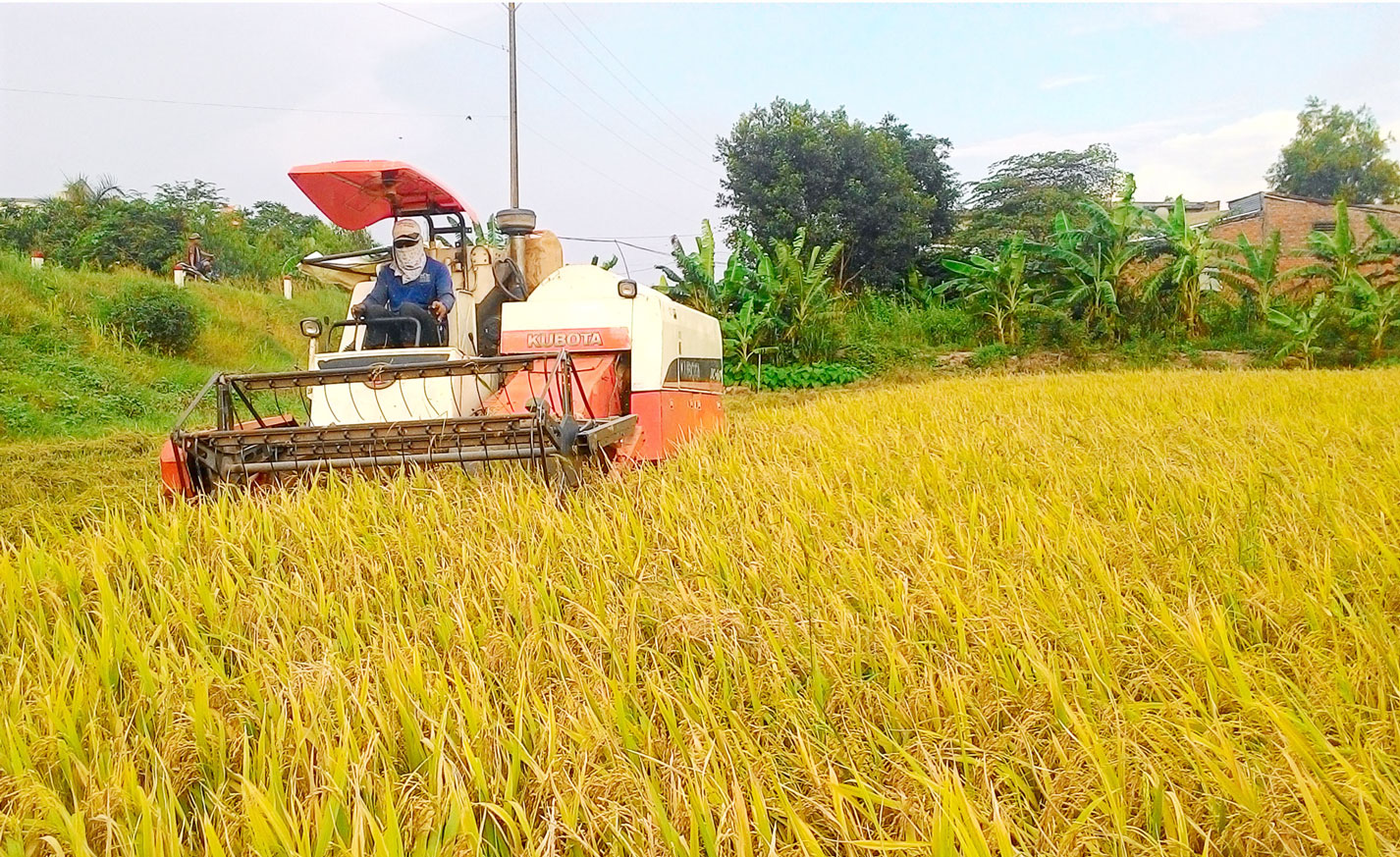 Việc xây dựng vùng chuyên canh lúa ứng dụng công nghệ cao giúp người dân giảm chi phí sản xuất và tăng thu nhập, nâng cao đời sống