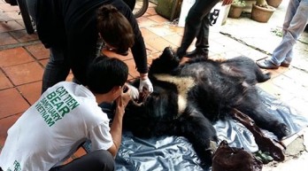 More Asian black bears in captivity in Lam Dong released
