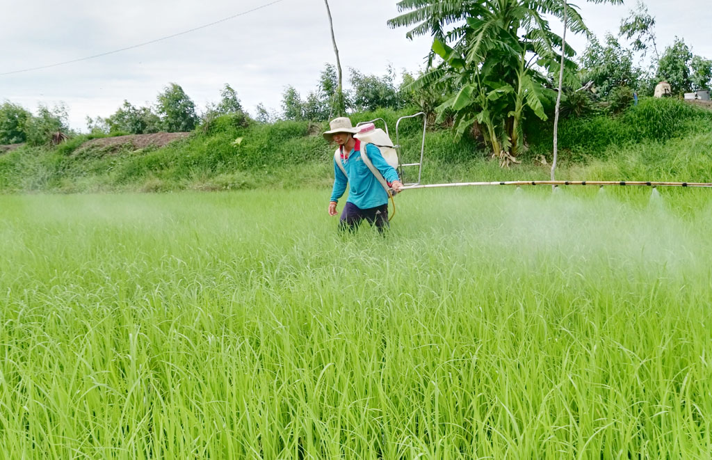 Tham gia vào cánh đồng lớn, vùng lúa chất lượng cao giúp nông dân tăng lợi nhuận