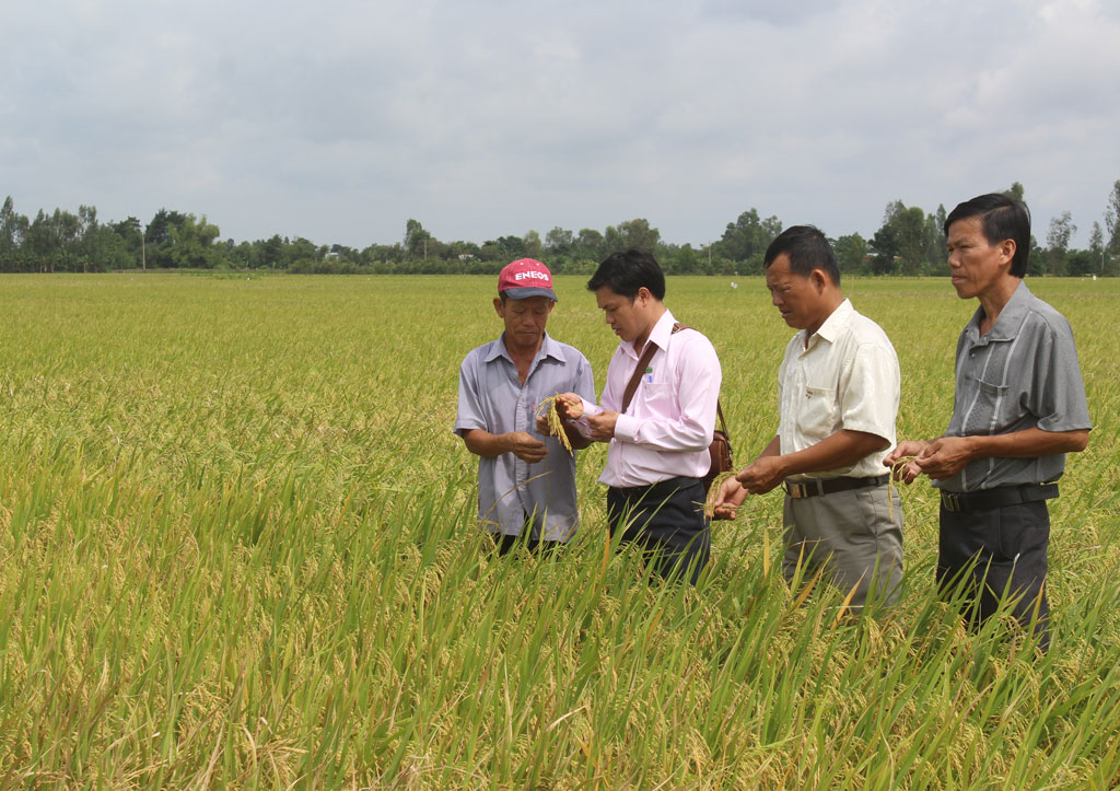 Tân Thạnh: Hiệu quả từ sản xuất lúa ứng dụng công nghệ cao Mô hình sản xuất lúa ứng dụng công nghệ cao mang lại hiệu quả kinh tế