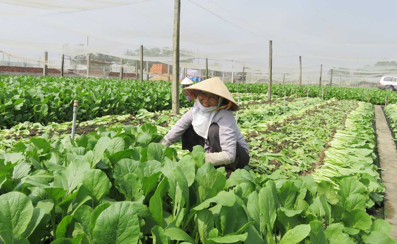 Thực phẩm an toàn: Còn nhiều khó khăn Sản xuất rau ở Hợp tác xã Rau an toàn Mười Hai