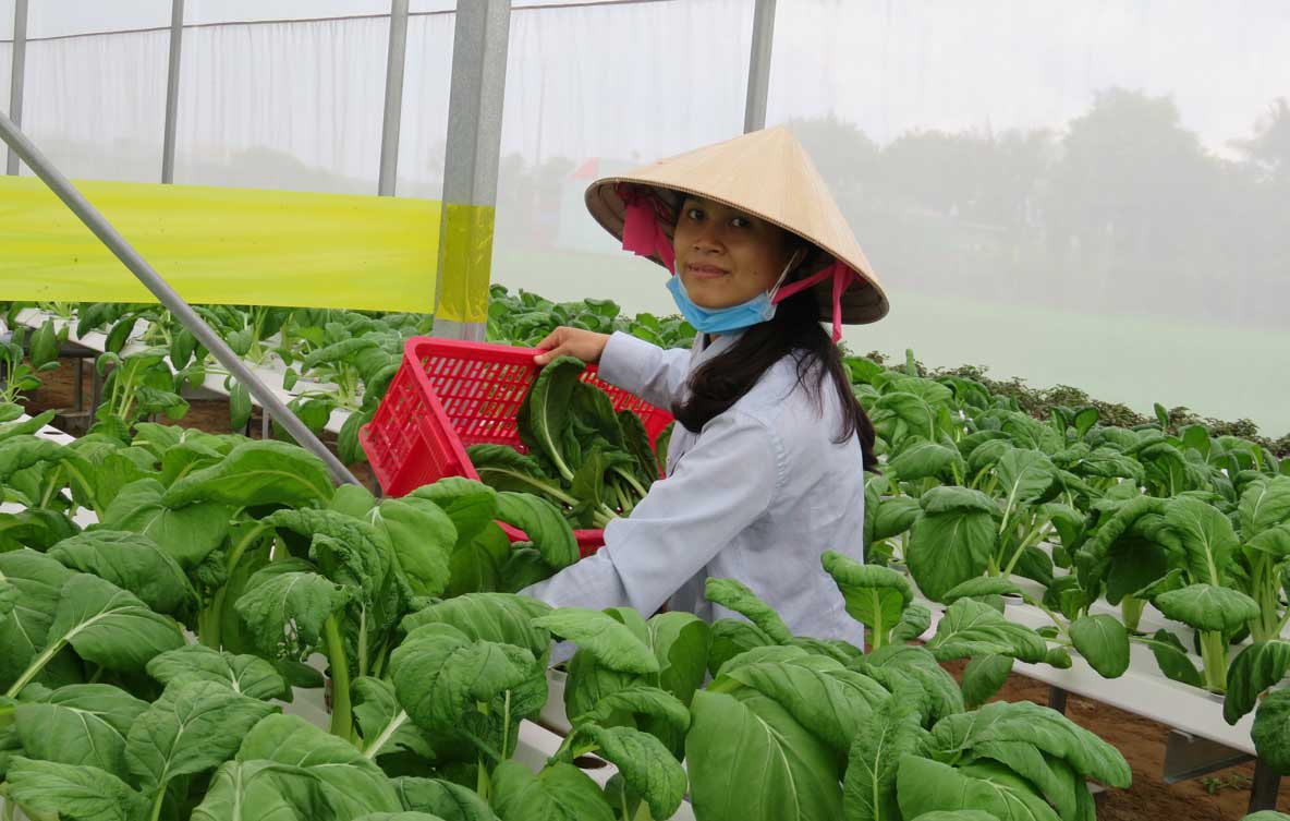 Thực phẩm an toàn: Còn nhiều khó khăn Trang trại sản xuất rau sạch Nutifarm (TP.Tân An)