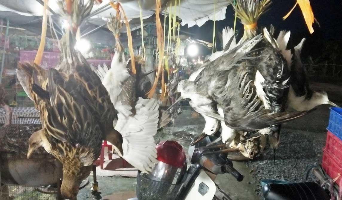 Chấn chỉnh tình trạng chim trời bị vặt lông, treo bán gây phản cảm Những năm qua, chợ nông sản Thạnh Hóa thường xuyên xuất hiện những chùm chim treo ngược gây phản cảm