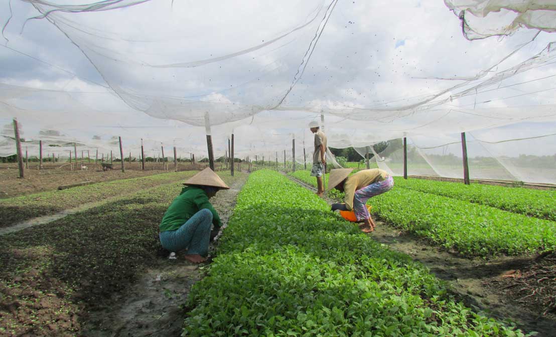 Muốn tạo uy tín, thương hiệu, các HTX phải áp dụng quy trình sản xuất an toàn