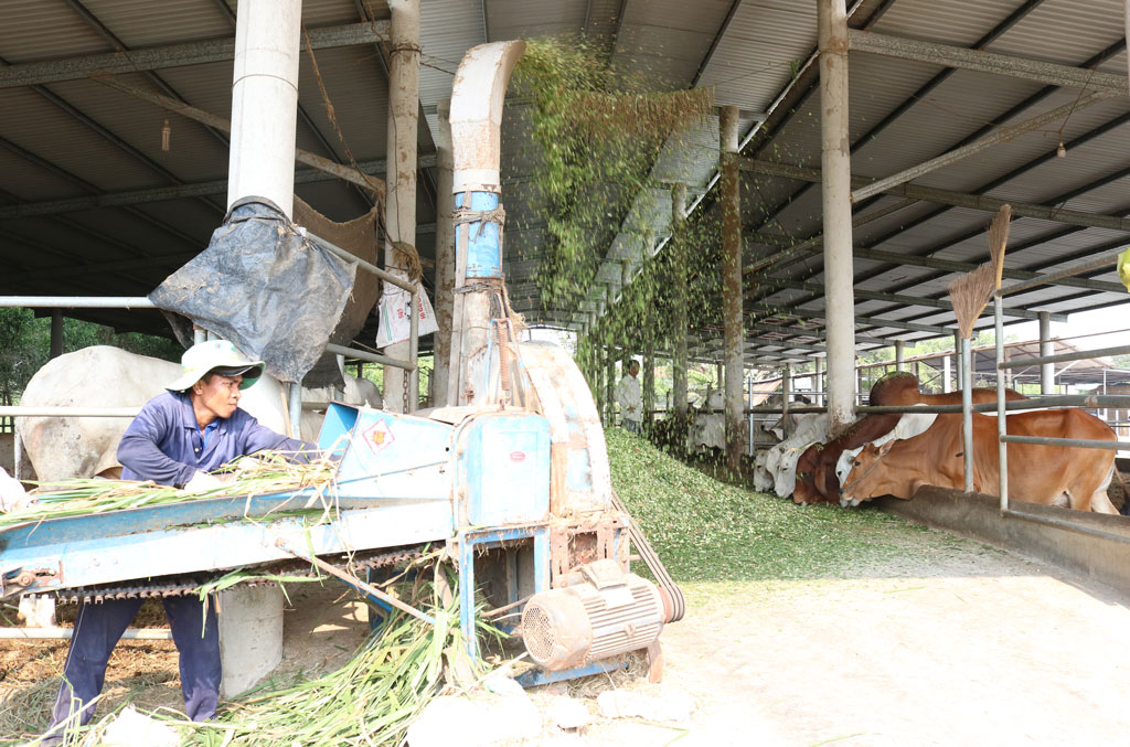 Thực hiện đề án chăn nuôi bò thịt ứng dụng công nghệ cao còn gặp nhiều khó khăn