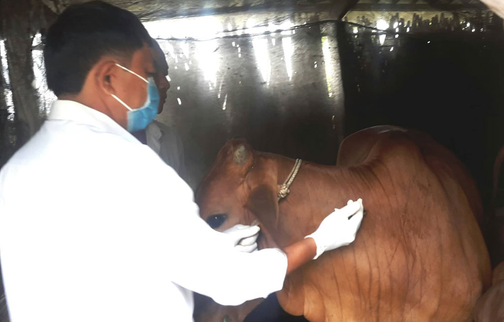 Tiêm vắc-xin phòng bệnh lở mồm long móng  trên đàn gia súc