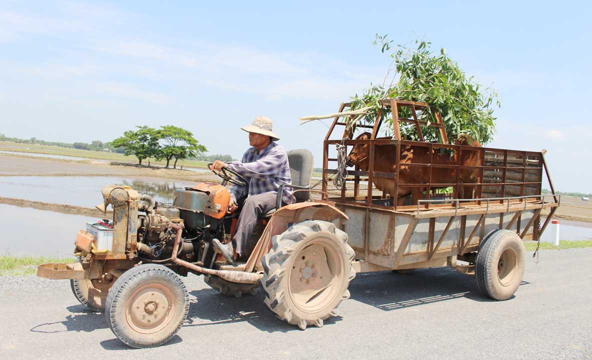 Việc hỗ trợ nhau vài con bò nuôi “vỗ béo” là chuyện bình thường của người dân hai bên biên giới