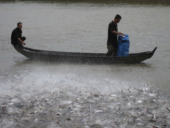 Nông dân nuôi cá tra “ôm nợ” vì doanh nghiệp ôm tiền tỉ bỏ trốn ra nước ngoài